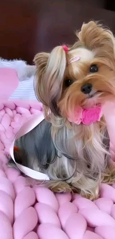 Yorkshire Terrier on a pink blanket looking adorable.