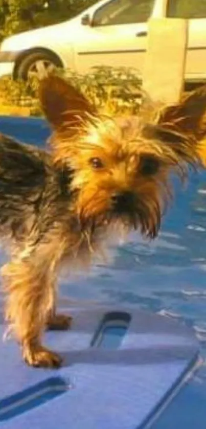 Cute Yorkie standing on a blue pool mat outdoors.