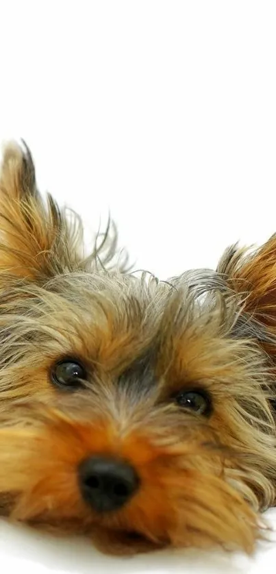 Cute Yorkie puppy on a white background looking playful.