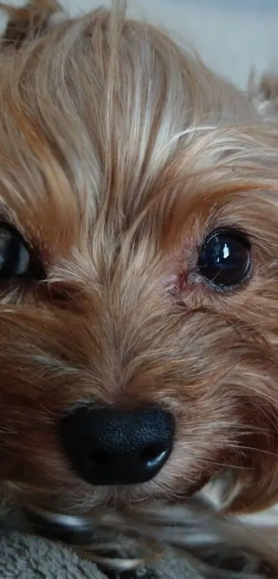 Close-up of a cute Yorkshire Terrier's face with expressive eyes.