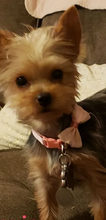 Yorkshire Terrier puppy with pink bow on sofa.