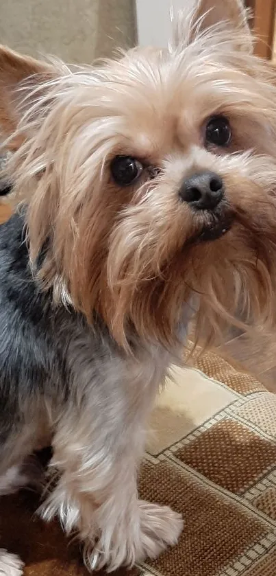 Yorkshire Terrier with fluffy hair sitting on a couch.