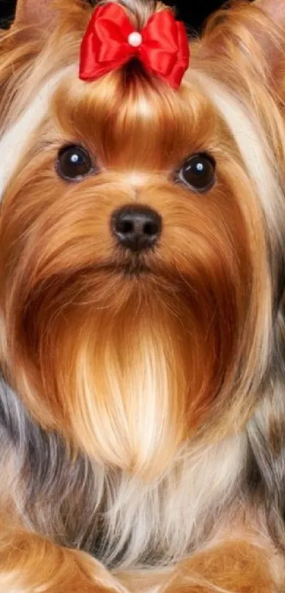 Yorkshire Terrier with red bow on black background.