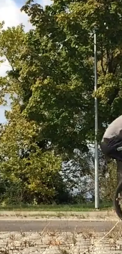 Cyclist rides through verdant nature setting.