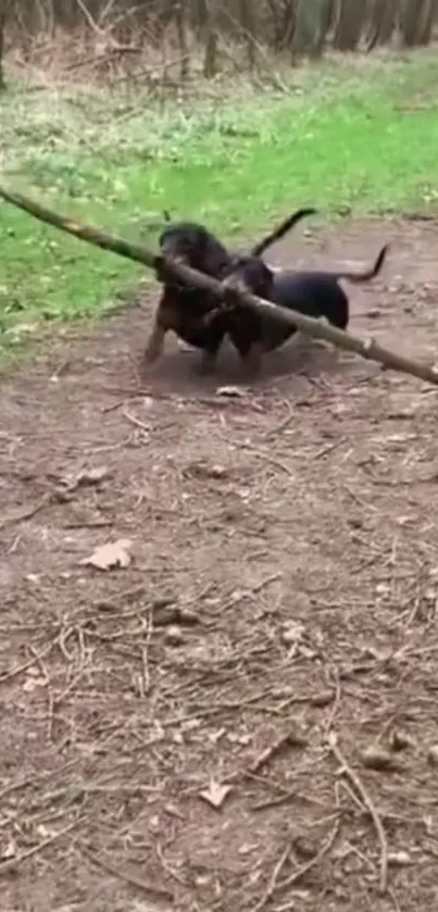 Two playful dachshunds with a stick in a lush green forest setting.