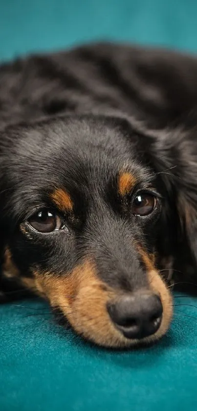 Cute dachshund lying on a teal sofa, providing a serene wallpaper background.