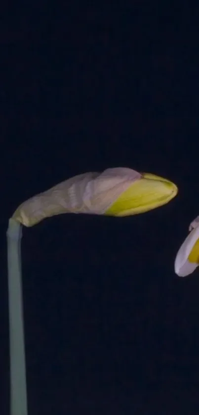 Close-up of daffodils against a dark background. Perfect for mobile wallpaper.