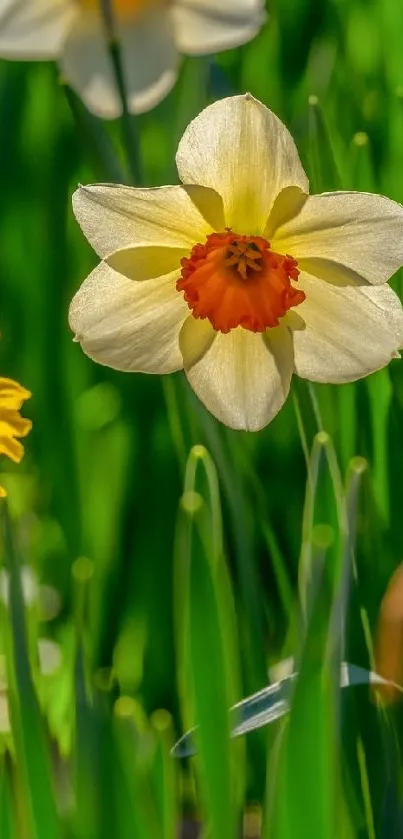 Daffodil in lush green grass with spring sunlight