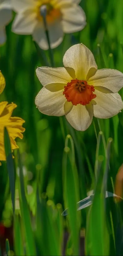 Beautiful daffodil in full bloom with vibrant green background.