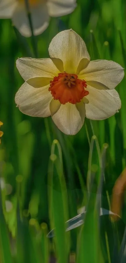 Close-up of a daffodil with orange center and green stems against a leafy background.