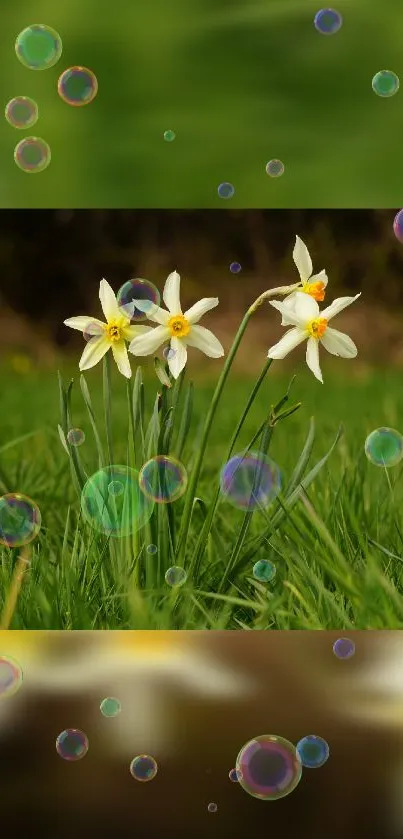 Daffodils surrounded by grass and bubbles, creating a springtime essence.