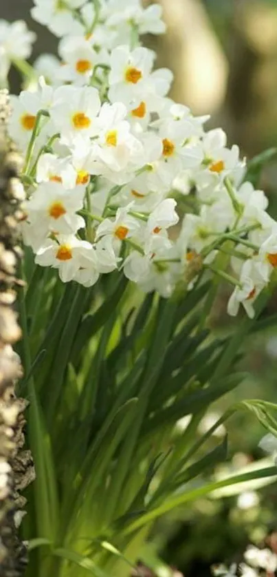 Sunlit daffodils in a serene garden setting wallpaper.