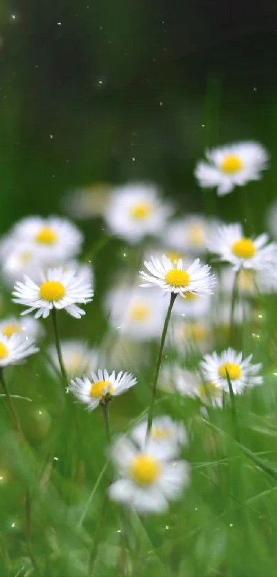 Daisies blooming in a lush green field, capturing nature's beauty.