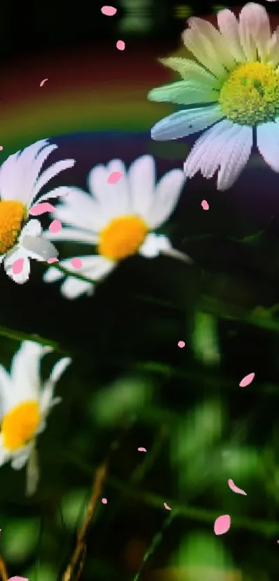 Colorful daisies with a vibrant rainbow background.