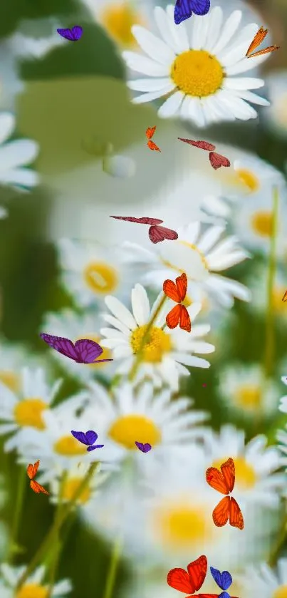 White daisies and colorful butterflies create a serene mobile wallpaper.