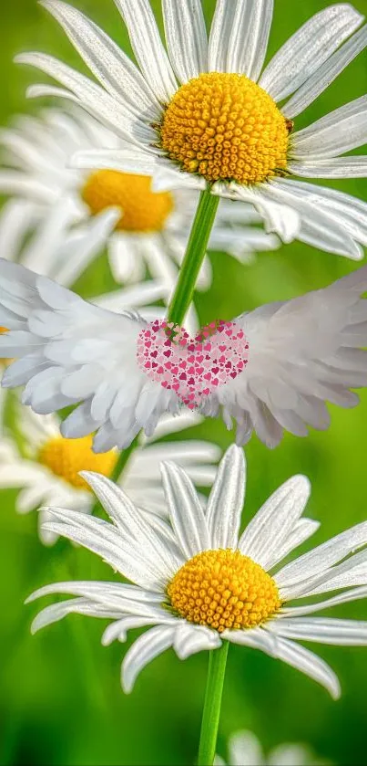 Mobile wallpaper with daisies and heart-shaped wings on a green background.