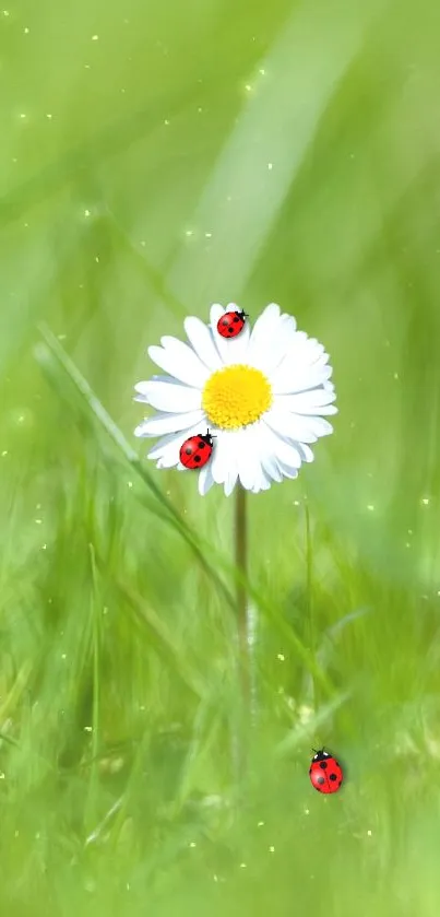 Daisy with ladybugs on green field wallpaper.