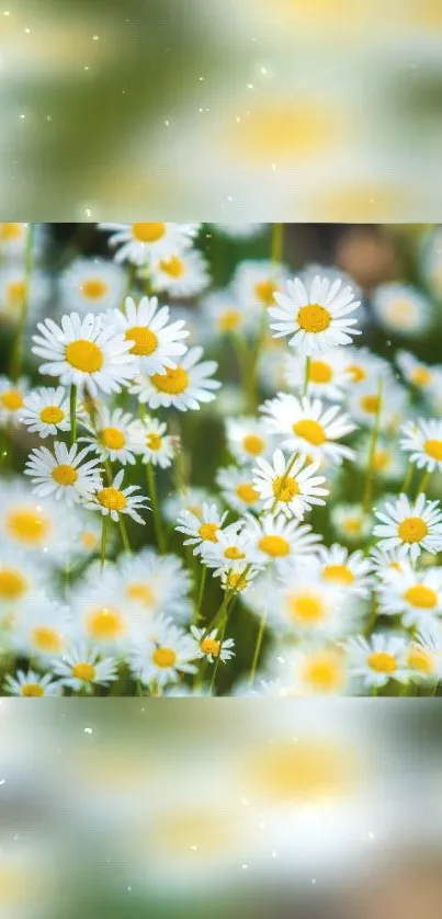 Vibrant wallpaper featuring blooming daisies with white petals and yellow centers.