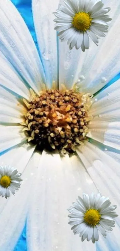 Daisy with white petals on blue background wallpaper.