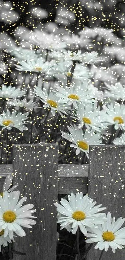 Serene garden of daisies with wooden fence, perfect for mobile wallpaper.