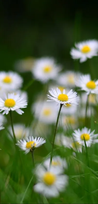 White and yellow daisies on green grass background wallpaper.