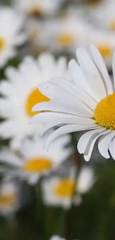 White daisy flower with yellow center on a mobile wallpaper background.