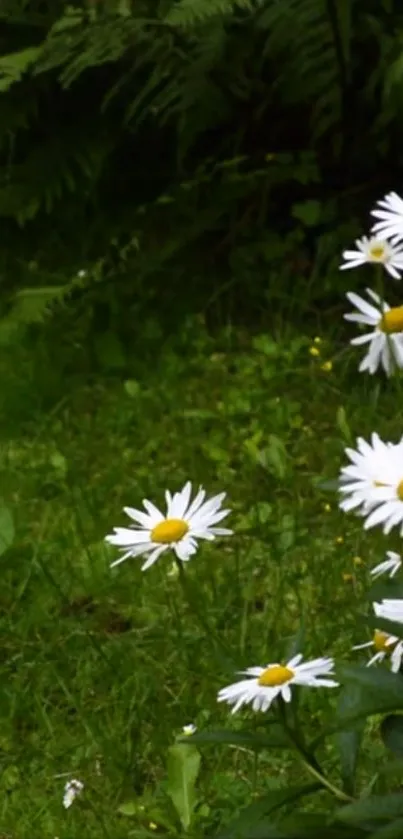 White daisies in a lush, green garden setting for mobile wallpaper.