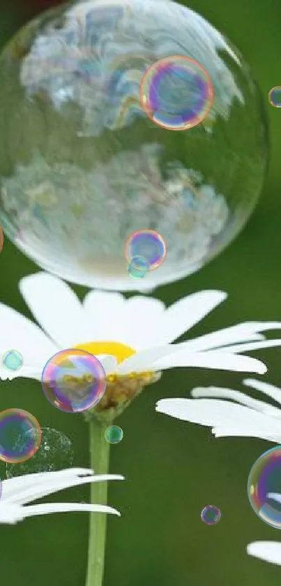 White daisies with a floating bubble on green backdrop.