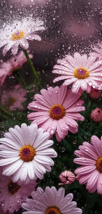 Pink daisies with raindrops on petals.