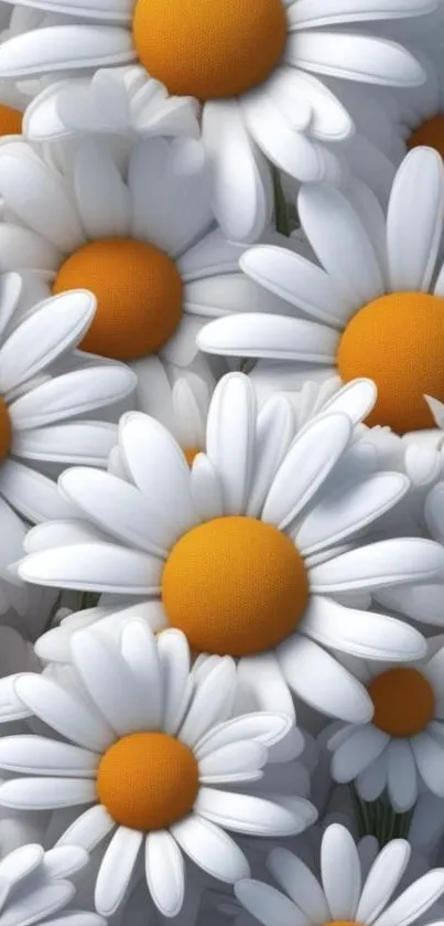 Mobile wallpaper of white daisies with yellow centers.