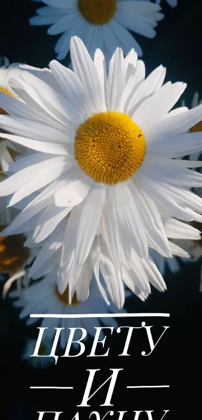 Vibrant daisy flowers with yellow centers and white petals.