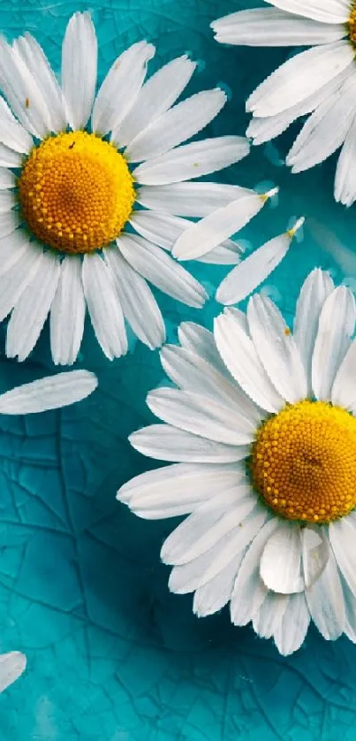 Daisies on a textured turquoise background in a mobile wallpaper.