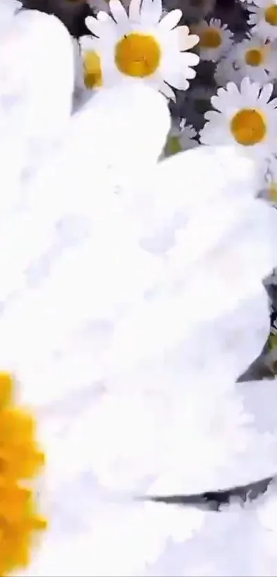 Close-up of white daisies with yellow centers, creating a fresh floral display.