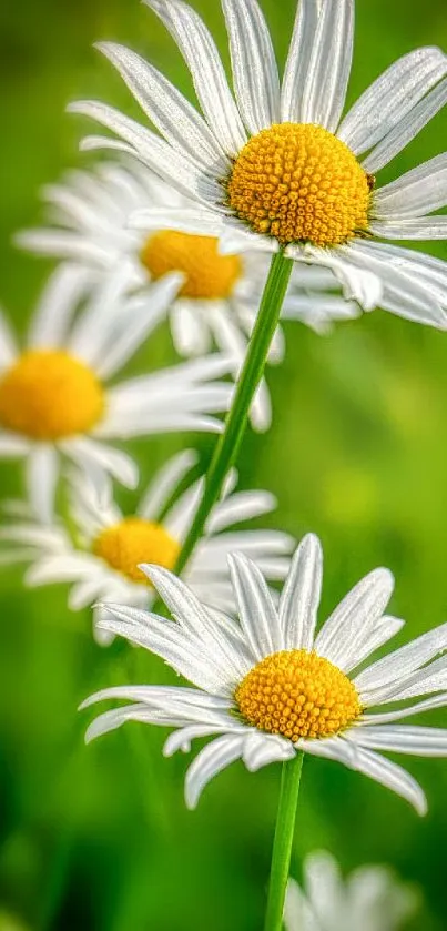 Close-up of daisies with green background on wallpaper.