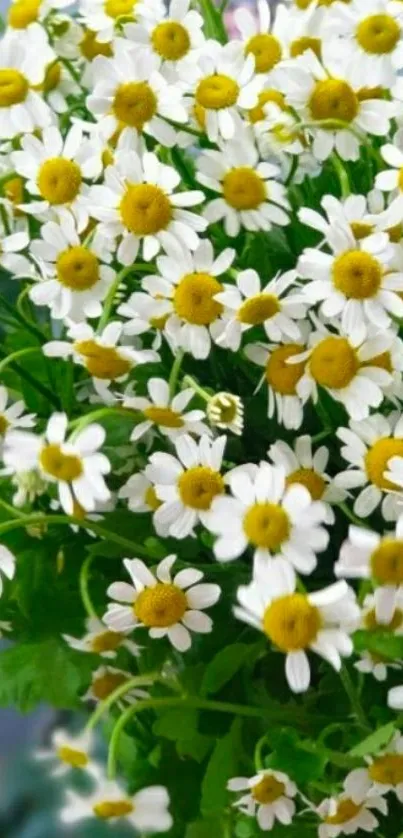 Delicate daisies with yellow centers against green foliage.