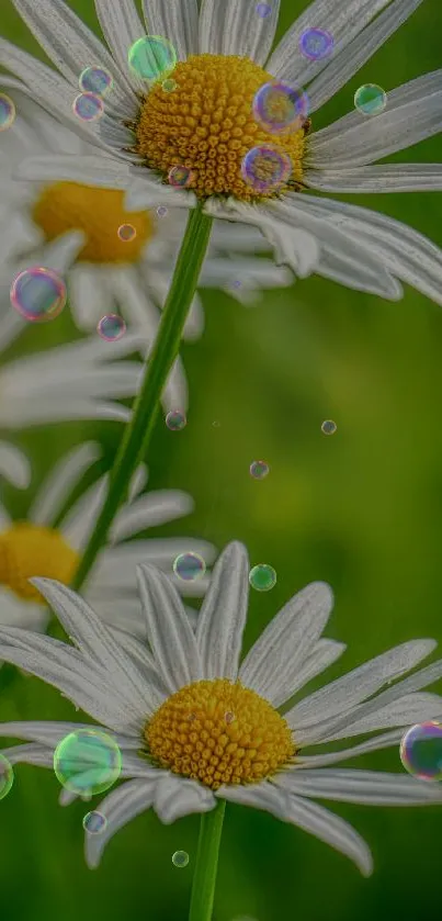 Close-up of daisies with gentle bubbles on a vibrant green background.