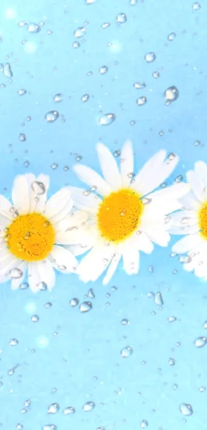 Daisy and raindrop wallpaper on blue background.