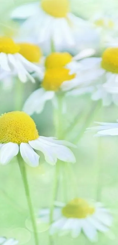 Daisy flowers with green backdrop, ideal for mobile wallpaper.