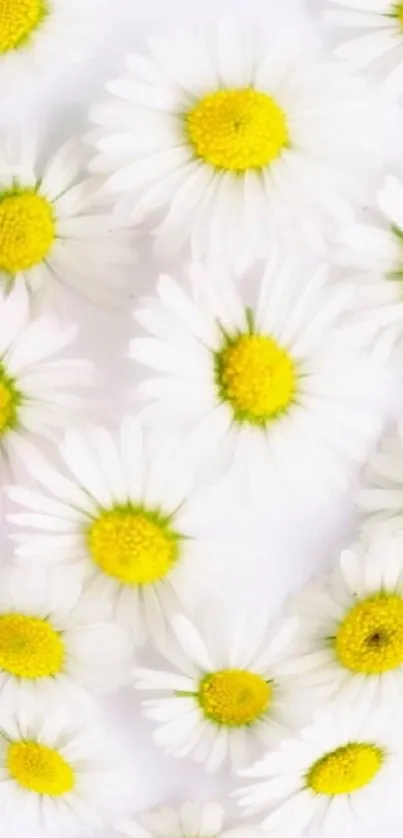 Daisy flowers wallpaper with yellow centers on a white background.