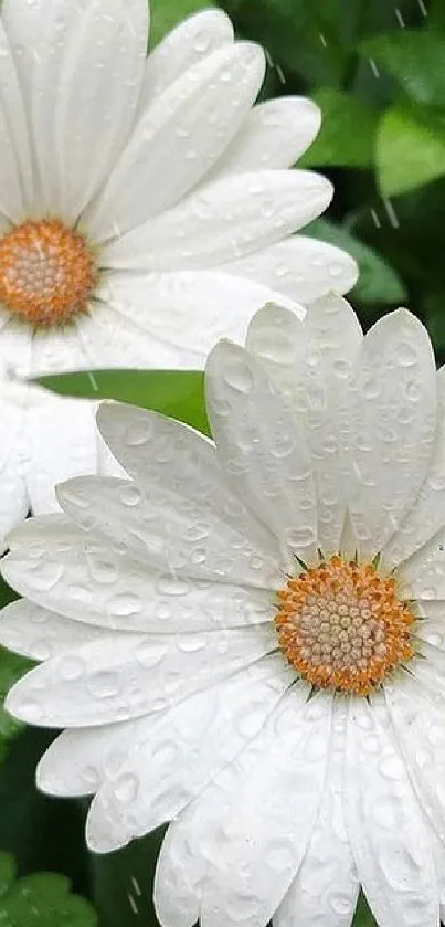 Daisy flowers with dew and green leaves background.