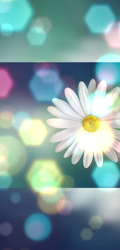 Daisy flower with colorful bokeh lights on a teal background.