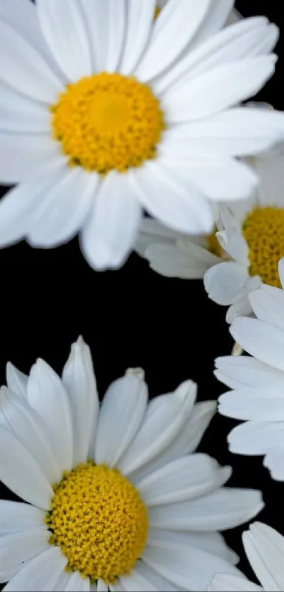 Charming daisy wallpaper with white petals and yellow centers on a black background.