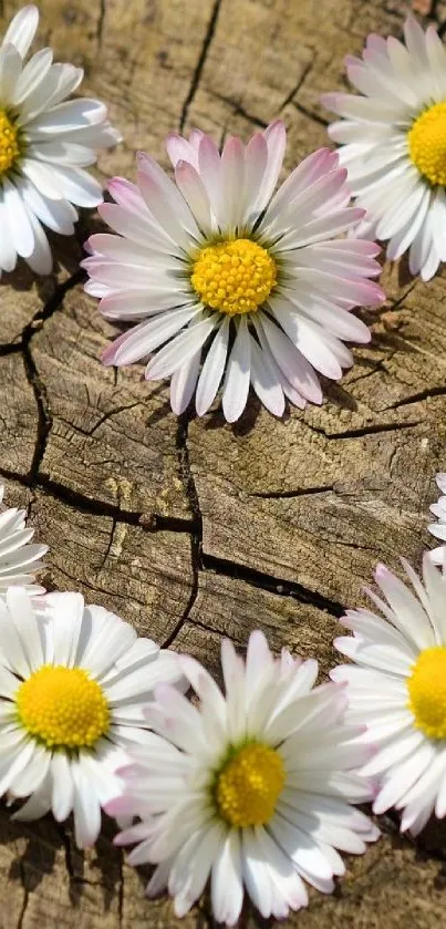 White daisies arranged on cracked wooden surface.