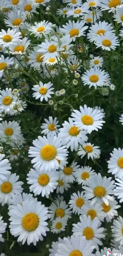 Close-up of blooming white daisies in a field.