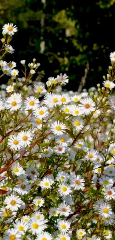 Beautiful daisy field with white flowers and green foliage, perfect for nature lovers.