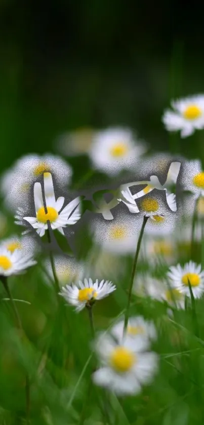 Daisies with 'happy' text in green background.