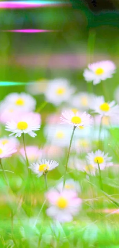 Vibrant green field with blooming daisies.