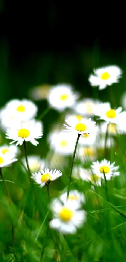 Bright daisy field with green grass background for mobile wallpaper.