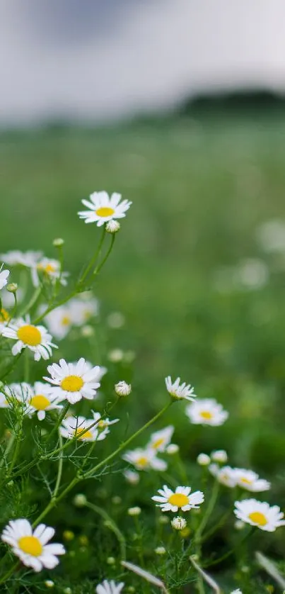 Blooming daisies under a cloudy sky in a lush green field.