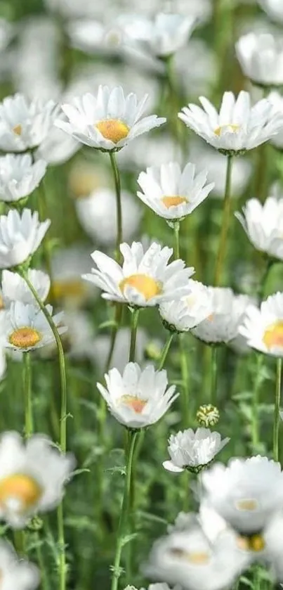 Field of white daisies in green meadow.